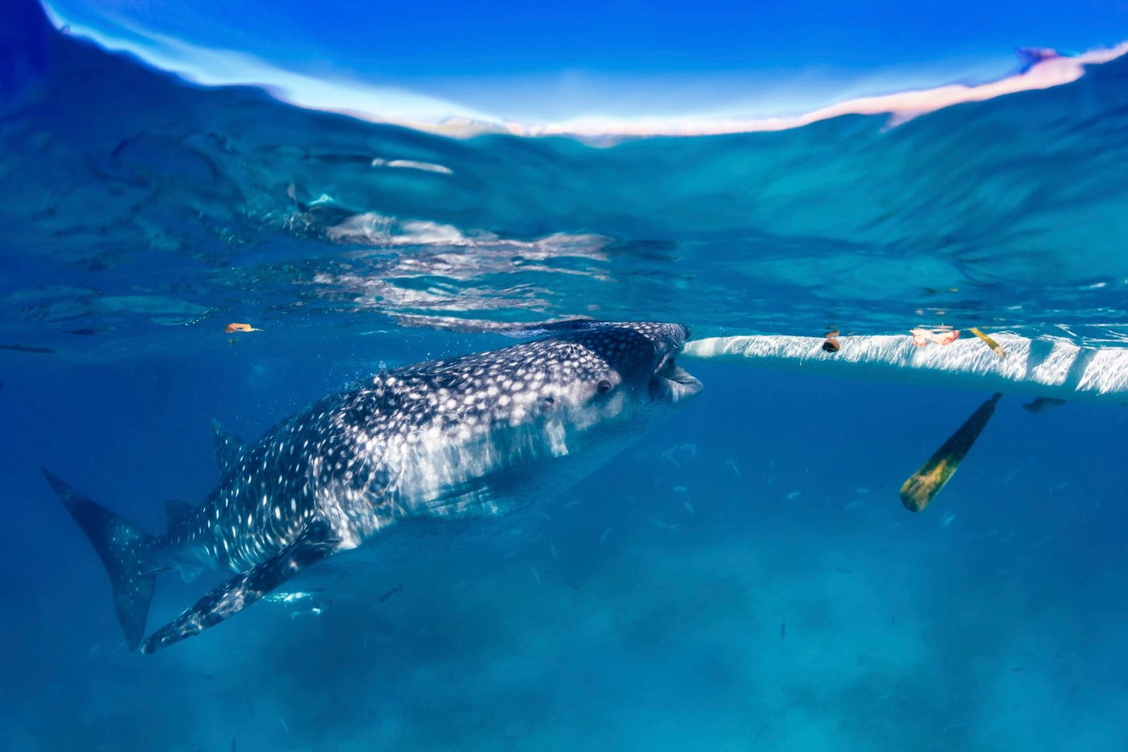 swim-with-whale-shark-exmouth