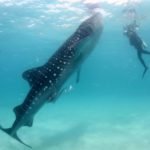 Where can you Swim with Whale Sharks in WA?