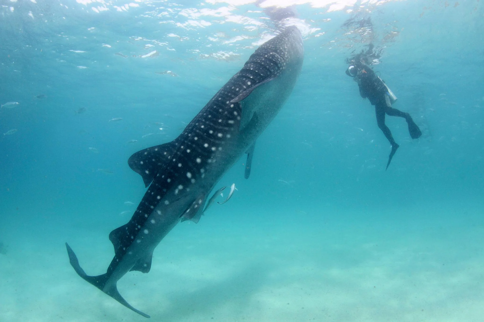 Where can you Swim with Whale Sharks in WA?