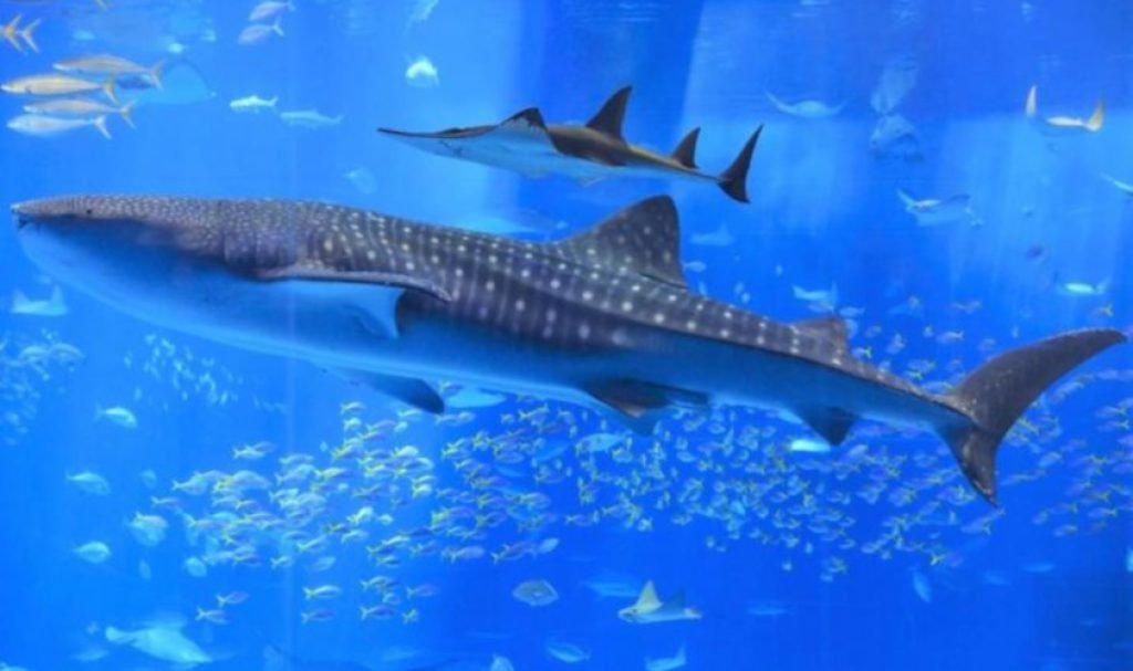 Dietary Habits whale-sharks