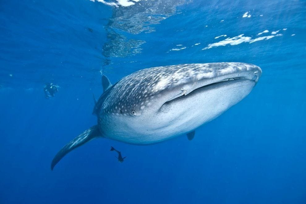 Human’s Foul Smell -whale shark