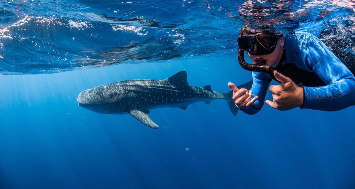 Top 7 Best Places To See Whale Sharks Swim - Zlatan Blog