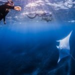 What is the Best Time to Dive with Whale Shark at Ningaloo Reef?