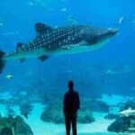 Top 7 best Places to See Whale Sharks Swim