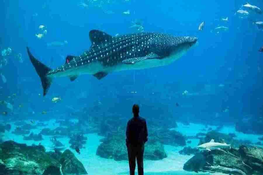 Top 7 best Places to See Whale Sharks Swim