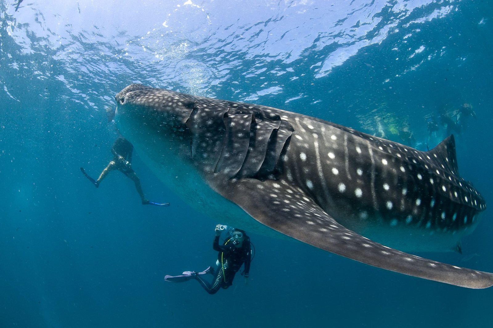 whale-shark-swim