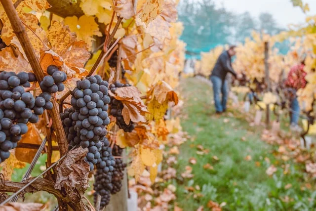 7 Best Wine Tasting Regions Around The World