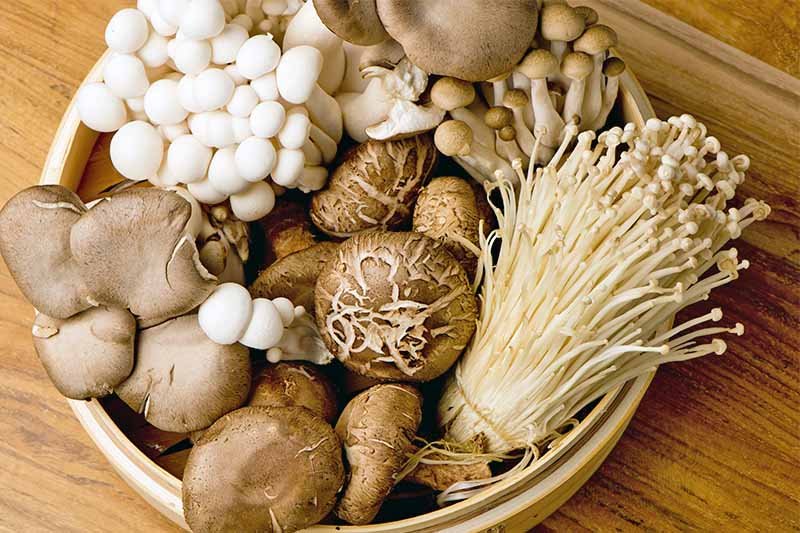 Everything You Need to Know about Mushroom Seeds, Spawn and Farming Process