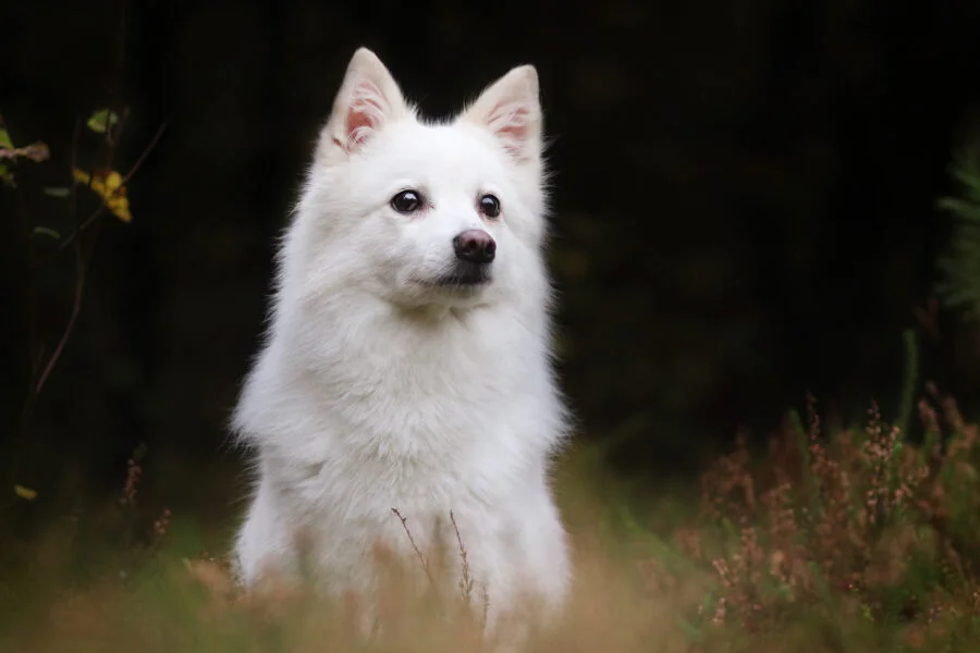 Indian Spitz Dog: Facts, Grooming, and Features