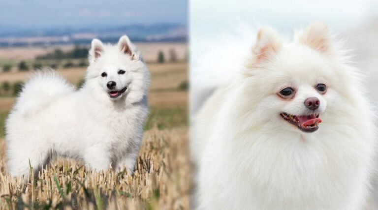 Indian Spitz Dog: Facts, Grooming, and Features - Zlatan Blog