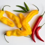A Brief Introduction to Yellow Chilli Powder and Plant