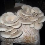 Introduction to Oyster Mushroom Cultivation and Paddy Straw Mushroom