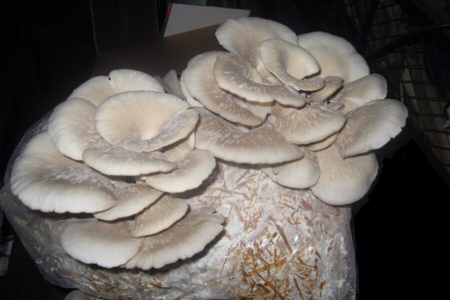 Introduction to Oyster Mushroom Cultivation and Paddy Straw Mushroom
