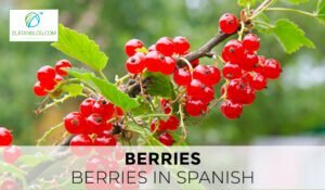 Berries in Spanish 