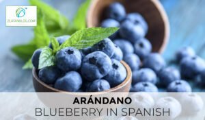 Blueberry in Spanish